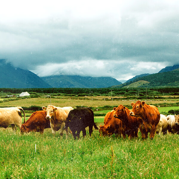 irish beef herd