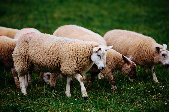 Hållbar får- och lammavel