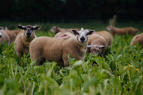 Irländskt lamm
